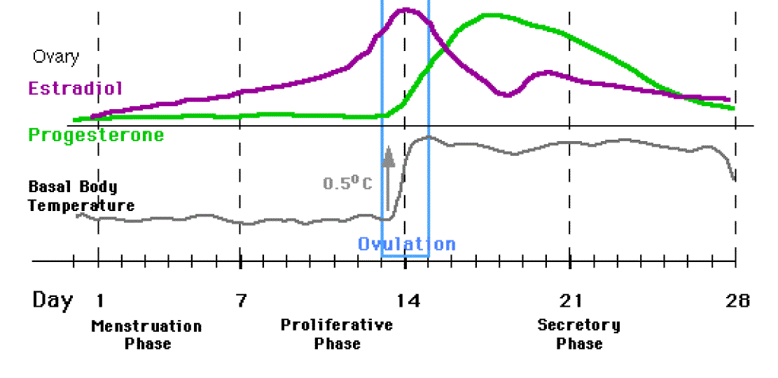 Menstrual Cycle Estrogen